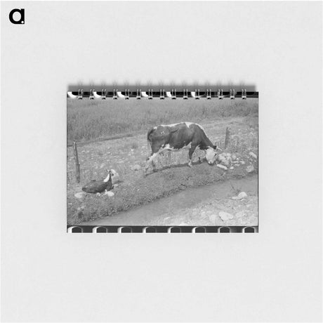 アートメモ帳-Cows Grazing Along Irrigation Ditch, Penasco, New Mexico
 - ラッセル リー Memo.