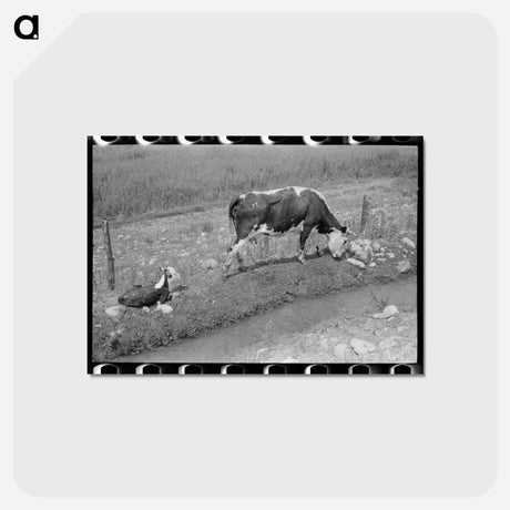 アートポストカード-Cows Grazing Along Irrigation Ditch, Penasco, New Mexico
 - ラッセル リー Postcard.