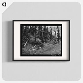 アートポスター-Rotting Logs, Ouray County, Colorado
 - ラッセル リー Poster.