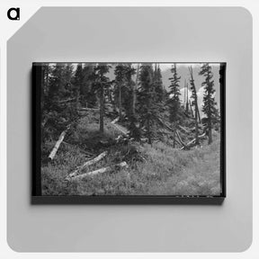 アートパネル-Rotting Logs, Ouray County, Colorado
 - ラッセル リー Canvas.