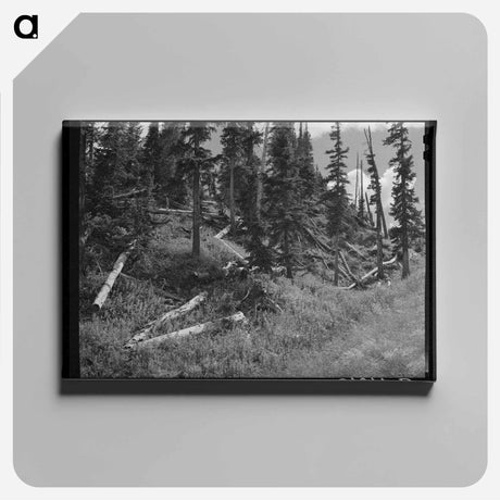 アートパネル-Rotting Logs, Ouray County, Colorado
 - ラッセル リー Canvas.