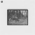 アートメモ帳-Rotting Logs, Ouray County, Colorado
 - ラッセル リー Memo.