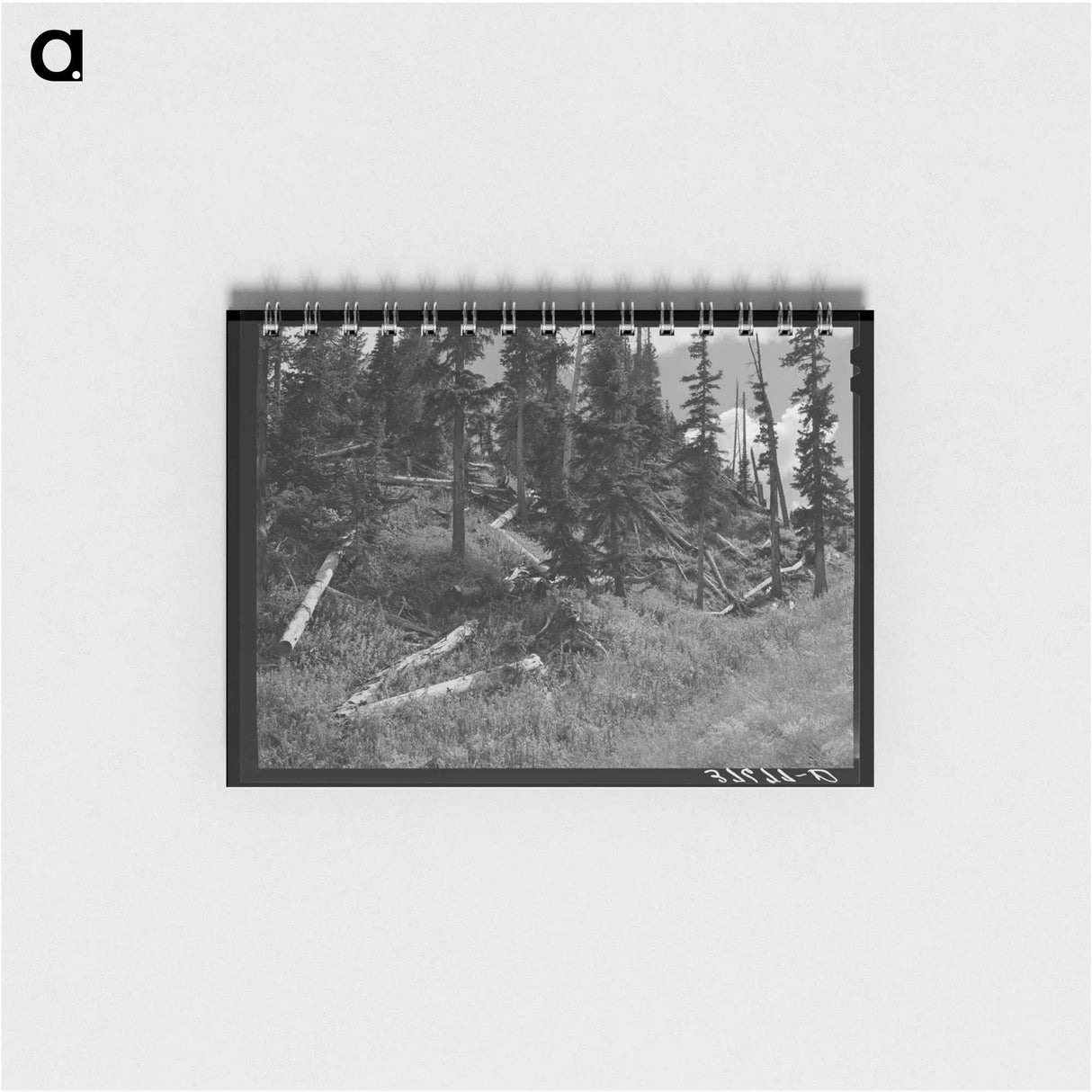 アートメモ帳-Rotting Logs, Ouray County, Colorado
 - ラッセル リー Memo.
