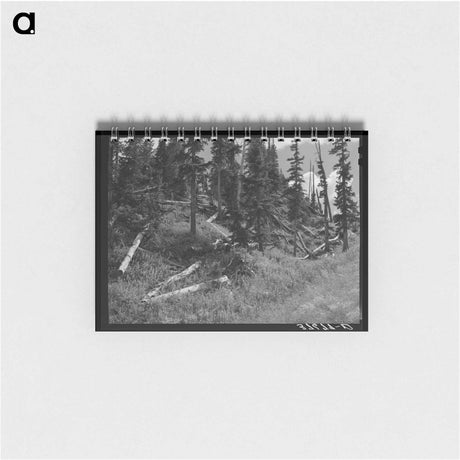 アートメモ帳-Rotting Logs, Ouray County, Colorado
 - ラッセル リー Memo.