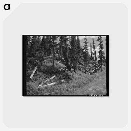 アートポストカード-Rotting Logs, Ouray County, Colorado
 - ラッセル リー Postcard.