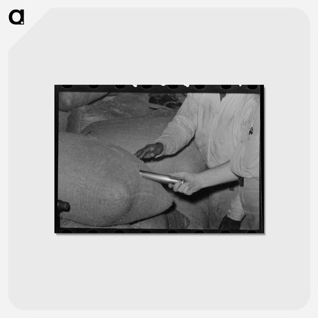 アートポストカード-Rice Sampling, Abbeville, Louisiana
 - ラッセル リー Postcard.