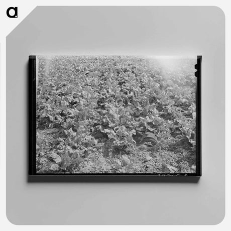 アートパネル-Cutting Lettuce, Canyon County, Idaho
 - ラッセル リー Canvas.