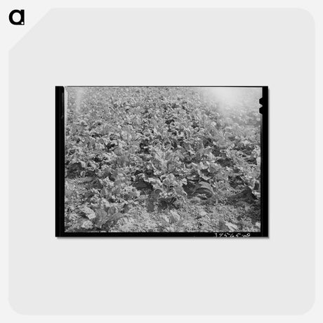 アートポストカード-Cutting Lettuce, Canyon County, Idaho
 - ラッセル リー Postcard.