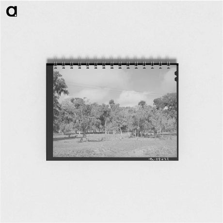 アートメモ帳-Spanish Moss, Refugio County, Texas
 - ラッセル リー Memo.