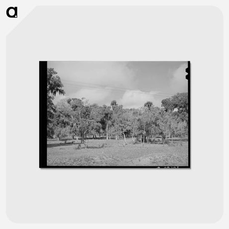 アートポストカード-Spanish Moss, Refugio County, Texas
 - ラッセル リー Postcard.