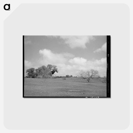 アートポストカード-Landscape, Refugio County, Texas
 - ラッセル リー Postcard.