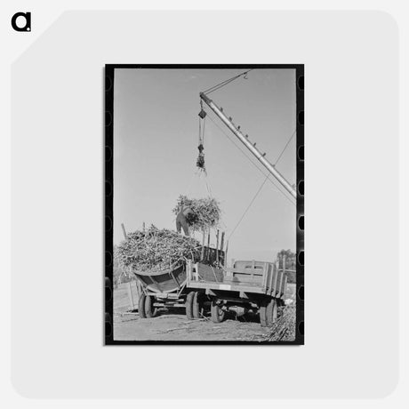 アートポストカード-Sugarcane Harvest near New Iberia
 - ラッセル リー Postcard.