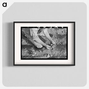 アートポスター-Farmer Examining Bean Plant, Pie Town, New Mexico
 - ラッセル リー Poster.
