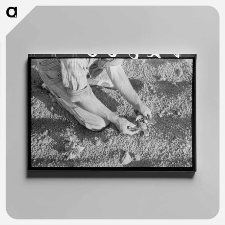 アートパネル-Farmer Examining Bean Plant, Pie Town, New Mexico
 - ラッセル リー Canvas.