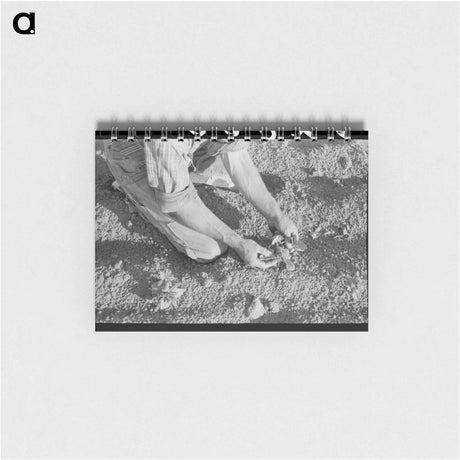 アートメモ帳-Farmer Examining Bean Plant, Pie Town, New Mexico
 - ラッセル リー Memo.