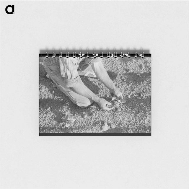 アートメモ帳-Farmer Examining Bean Plant, Pie Town, New Mexico
 - ラッセル リー Memo.