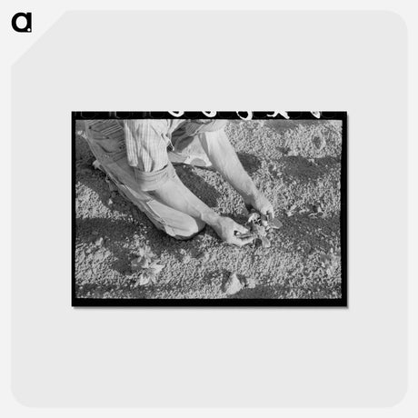 アートポストカード-Farmer Examining Bean Plant, Pie Town, New Mexico
 - ラッセル リー Postcard.