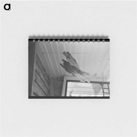 アートメモ帳-Turkey Feathers Drying on a Cajun Porch
 - ラッセル リー Memo.