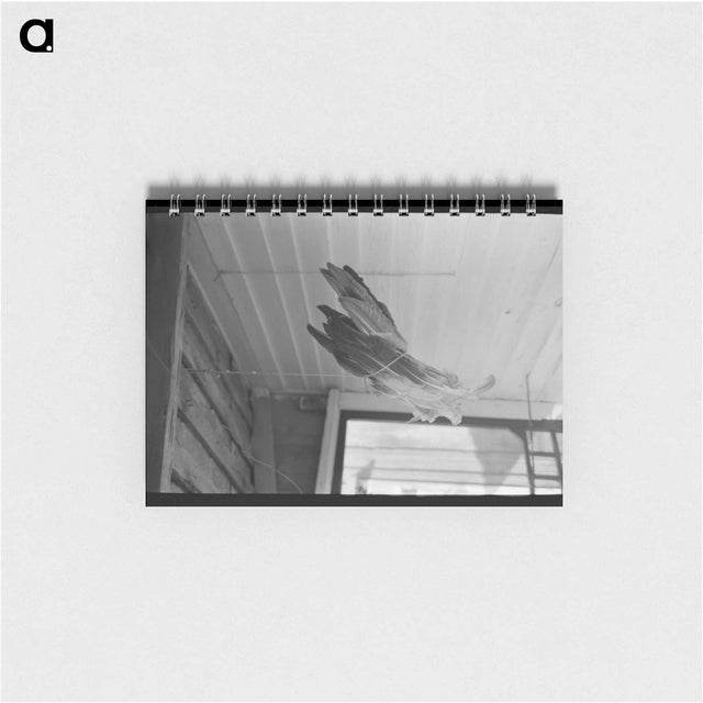 アートメモ帳-Turkey Feathers Drying on a Cajun Porch
 - ラッセル リー Memo.