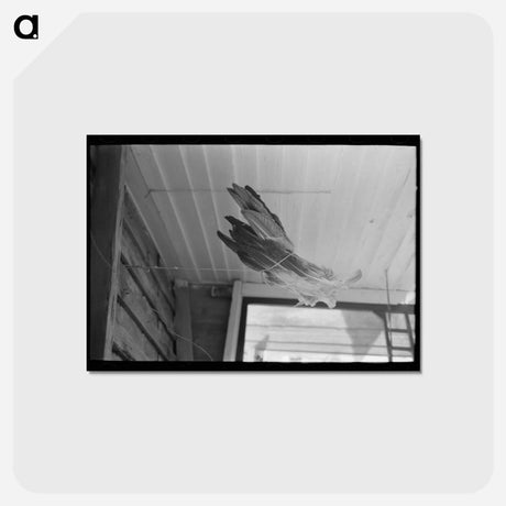 アートポストカード-Turkey Feathers Drying on a Cajun Porch
 - ラッセル リー Postcard.