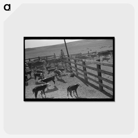 アートポストカード-Cattle Roundup near Marfa, Texas
 - ラッセル リー Postcard.