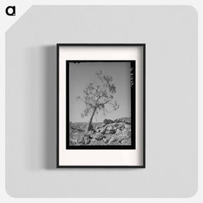 アートポスター-Western Juniper, Carrizo Creek Valley, Navajo County, Arizona
 - ラッセル リー Poster.