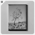 アートパネル-Western Juniper, Carrizo Creek Valley, Navajo County, Arizona
 - ラッセル リー Canvas.