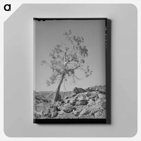 アートパネル-Western Juniper, Carrizo Creek Valley, Navajo County, Arizona
 - ラッセル リー Canvas.