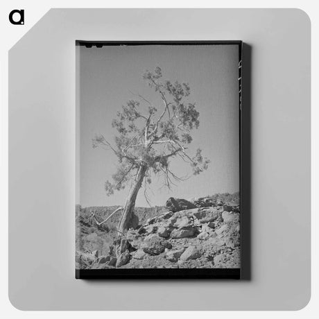 アートパネル-Western Juniper, Carrizo Creek Valley, Navajo County, Arizona
 - ラッセル リー Canvas.