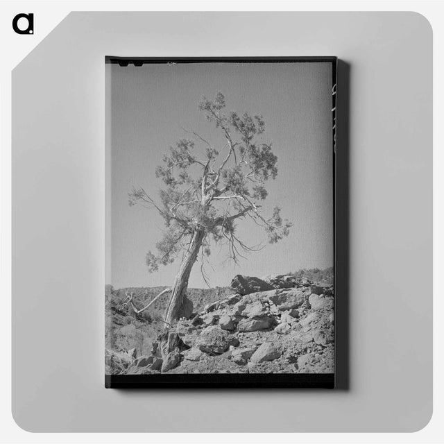アートパネル-Western Juniper, Carrizo Creek Valley, Navajo County, Arizona
 - ラッセル リー Canvas.