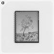 アートメモ帳-Western Juniper, Carrizo Creek Valley, Navajo County, Arizona
 - ラッセル リー Memo.