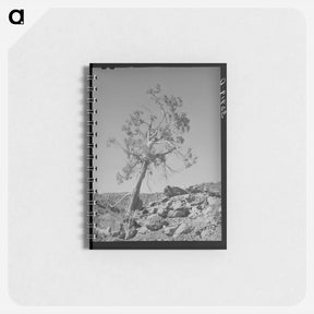 アートメモ帳-Western Juniper, Carrizo Creek Valley, Navajo County, Arizona
 - ラッセル リー Memo.