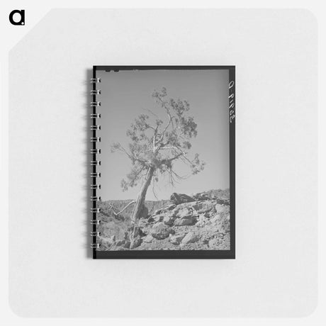 アートメモ帳-Western Juniper, Carrizo Creek Valley, Navajo County, Arizona
 - ラッセル リー Memo.