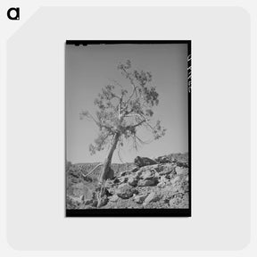 アートポストカード-Western Juniper, Carrizo Creek Valley, Navajo County, Arizona
 - ラッセル リー Postcard.