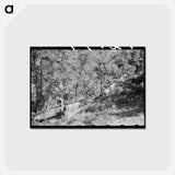 アートポストカード-Sawing Felled Tree, Pie Town, New Mexico
 - ラッセル リー Postcard.