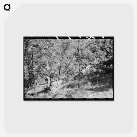 アートポストカード-Sawing Felled Tree, Pie Town, New Mexico
 - ラッセル リー Postcard.