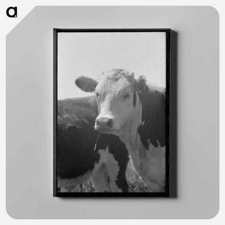 アートパネル-Yearling Steer, Cruzen Ranch, Valley County, Idaho
 - ラッセル リー Canvas.