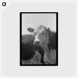 アートポストカード-Yearling Steer, Cruzen Ranch, Valley County, Idaho
 - ラッセル リー Postcard.