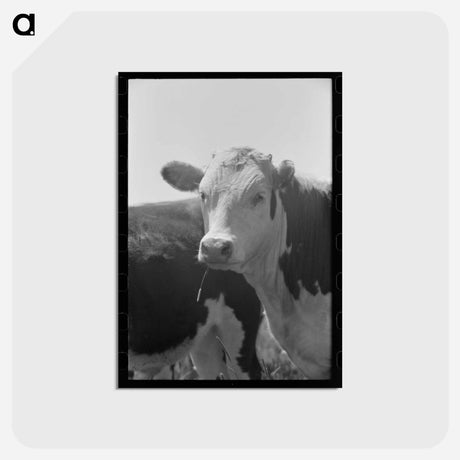 アートポストカード-Yearling Steer, Cruzen Ranch, Valley County, Idaho
 - ラッセル リー Postcard.
