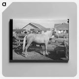 アートパネル-Palomino at Auction, El Dorado, Texas
 - ラッセル リー Canvas.