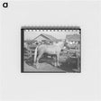 アートメモ帳-Palomino at Auction, El Dorado, Texas
 - ラッセル リー Memo.