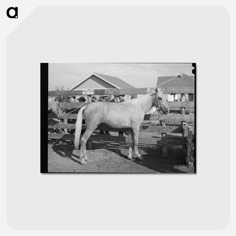 アートポストカード-Palomino at Auction, El Dorado, Texas
 - ラッセル リー Postcard.