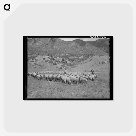 アートポストカード-Driving Fat Lambs to Cimarron, Colorado
 - ラッセル リー Postcard.