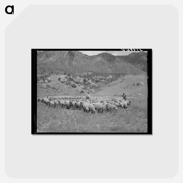 アートポストカード-Driving Fat Lambs to Cimarron, Colorado
 - ラッセル リー Postcard.