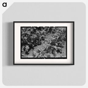 アートポスター-Irrigated Sugar Beets, Syracuse, Kansas
 - ラッセル リー Poster.