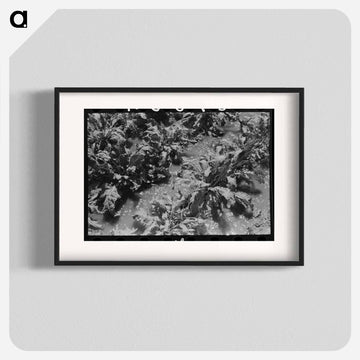 Irrigated Sugar Beets, Syracuse, Kansas
 - ラッセル リー Poster.