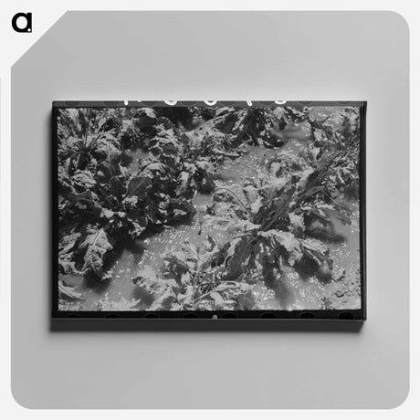 アートパネル-Irrigated Sugar Beets, Syracuse, Kansas
 - ラッセル リー Canvas.
