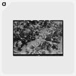 アートポストカード-Irrigated Sugar Beets, Syracuse, Kansas
 - ラッセル リー Postcard.