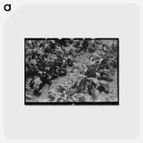 アートポストカード-Irrigated Sugar Beets, Syracuse, Kansas
 - ラッセル リー Postcard.