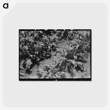 アートポストカード-Irrigated Sugar Beets, Syracuse, Kansas
 - ラッセル リー Postcard.